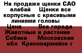 На продаже щенки САО (алабай ). Щенки все корпусные с красивыми линиями головы . › Цена ­ 30 - Все города Животные и растения » Собаки   . Московская обл.,Красноармейск г.